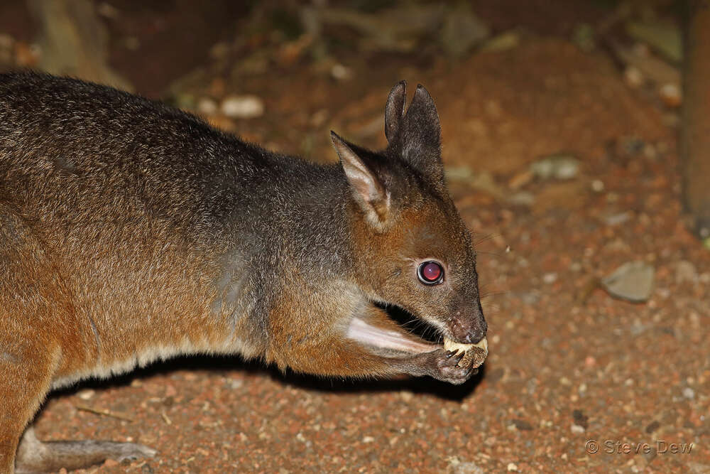 Image of Red-legged Pademelon