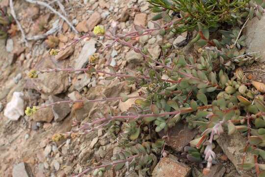 Image of Crassula atropurpurea var. anomala (Schönl. & Bak. fil.) Tölken