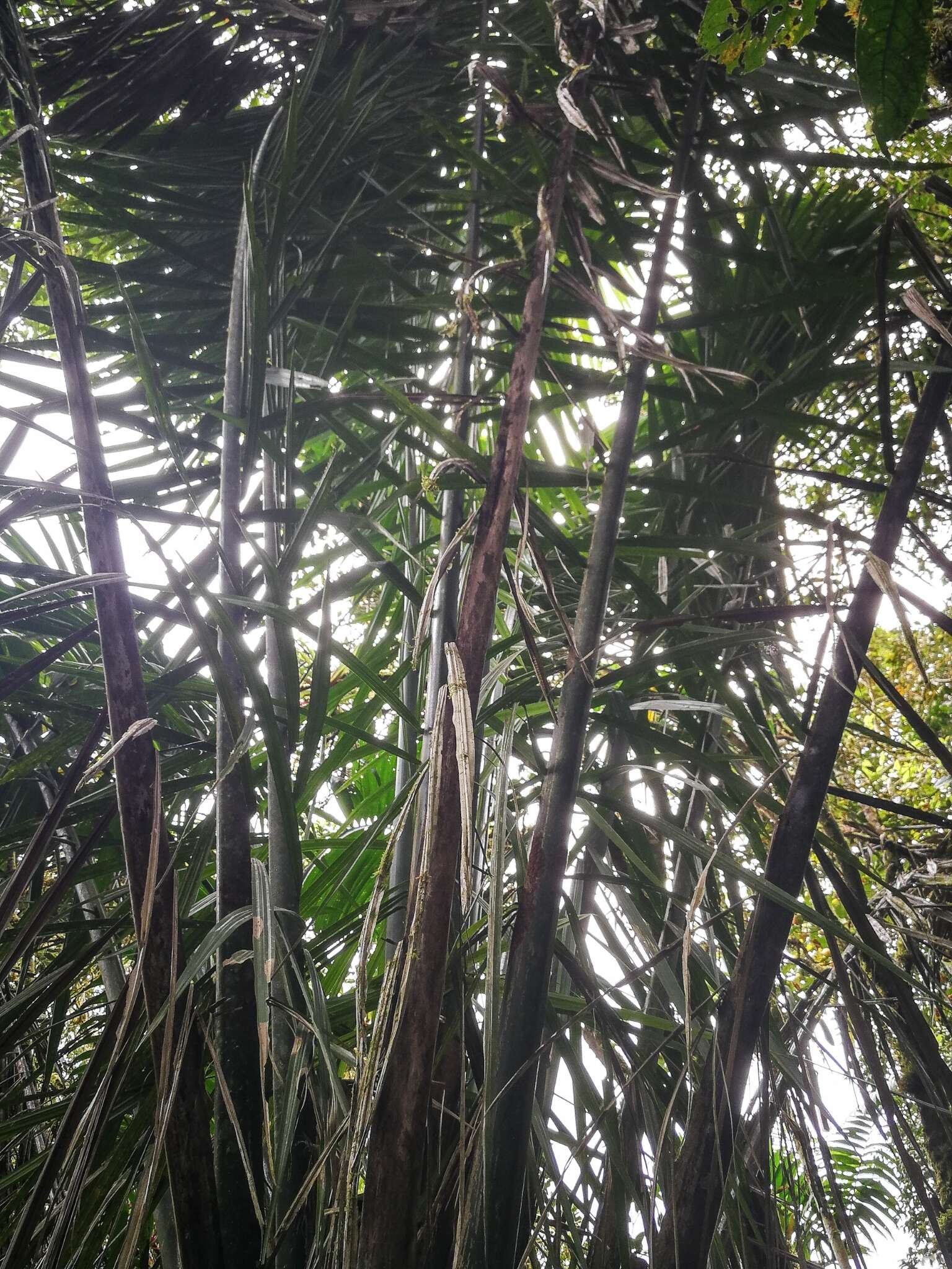 Image of Ecuadorian Ivory Palm