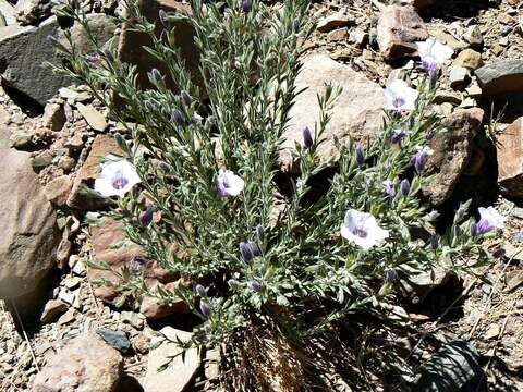 Image of Nierembergia pulchella Gill. ex Miers