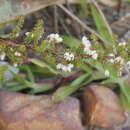 Image of Erica eremioides (Mac Owan) E. G. H. Oliver