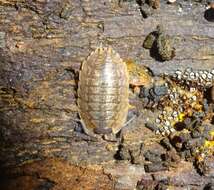 Image of Porcellio montanus Budde-Lund 1885