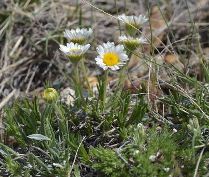 Image de Erigeron radicatus Hook.