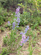 Image of Blue Penstemon