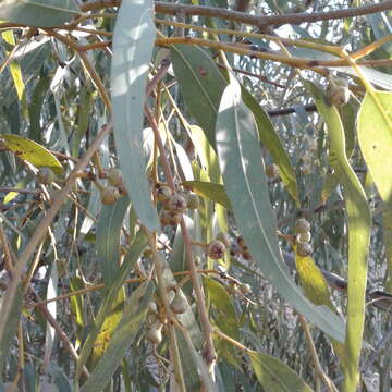 Eucalyptus camaldulensis subsp. refulgens Brooker & M. W. Mc Donald的圖片