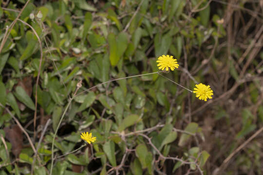 Image of Tolpis virgata (Desf.) Bertol.