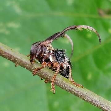 Image of Tessarecphora