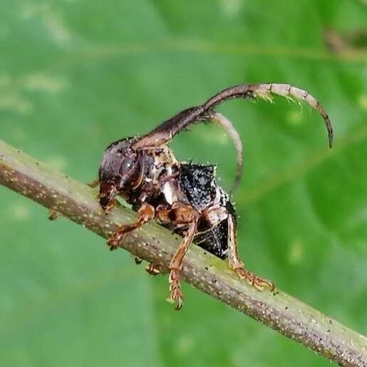 Image of Tessarecphora arachnoides Thomson 1857