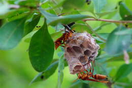 Image of <i>Polistes <i>carnifex</i></i> carnifex