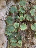 Image of geraniumleaf phacelia