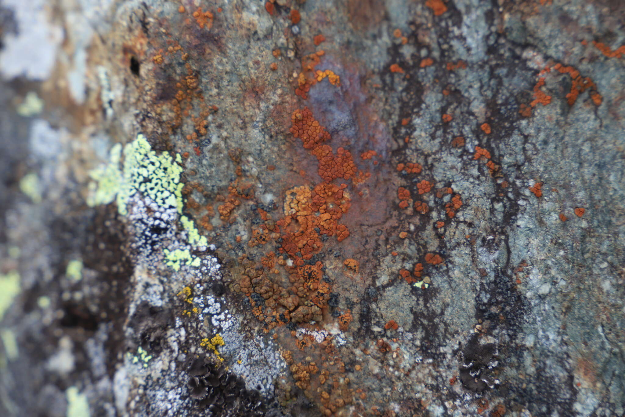 Image of cracked lichen