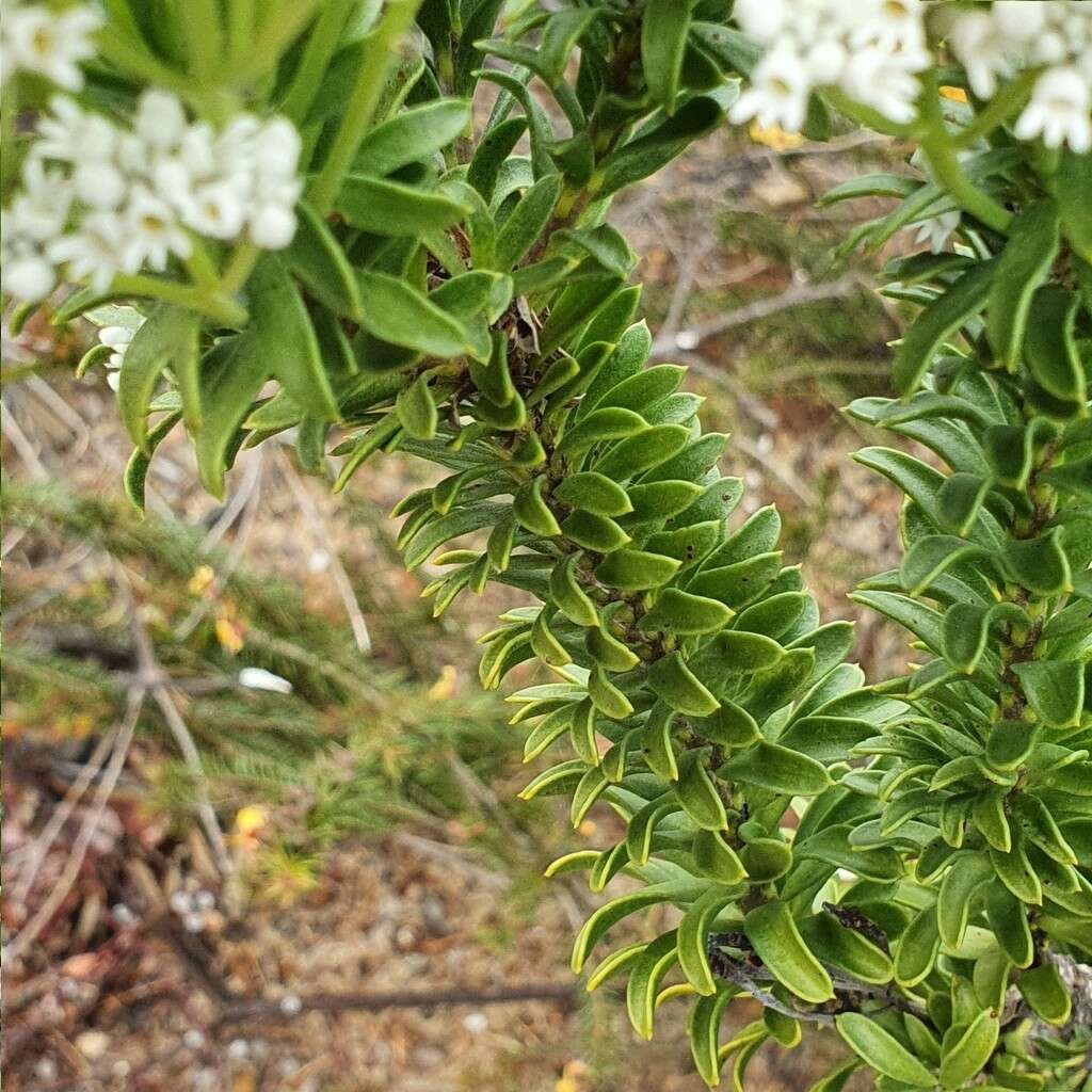 Image of Conospermum ellipticum Sm.