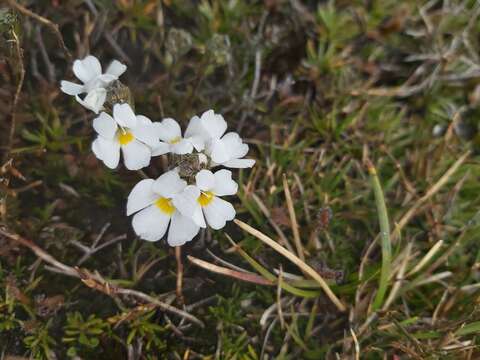 Image of Euphrasia collina subsp. glacialis W. R. Barker