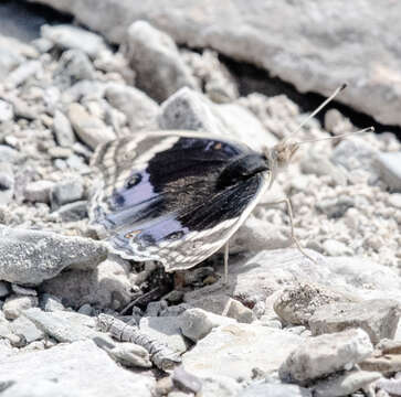 Image of Junonia orithya here Lang 1884