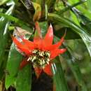 Image of Guzmania conglomerata H. Luther