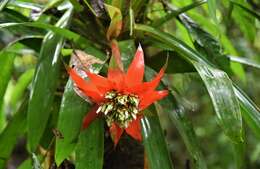 Guzmania conglomerata H. Luther的圖片