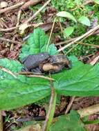 Image of Rivera Redbelly Toad