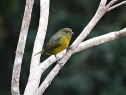 Euphonia violacea (Linnaeus 1758)的圖片