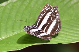 Image of Pseudoneptis bugandensis ianthe Hemming 1964