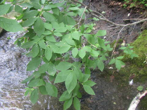 Image of large-winged spindle