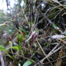 Image of Andinia schizopogon (Luer) Pridgeon & M. W. Chase