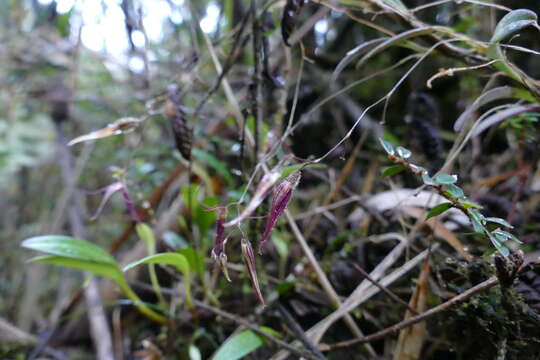 Andinia schizopogon (Luer) Pridgeon & M. W. Chase的圖片