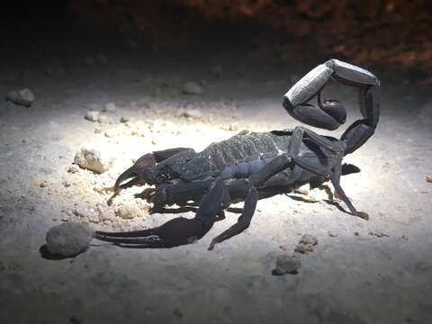 Image of Florida Bark Scorpion