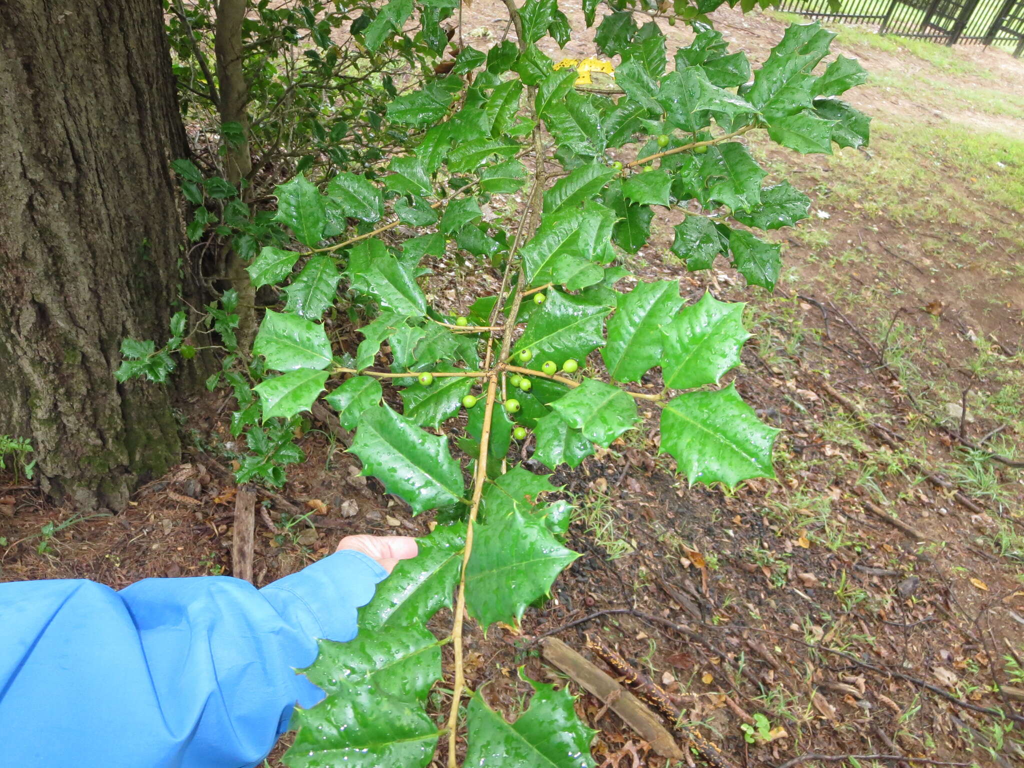 Image of American holly