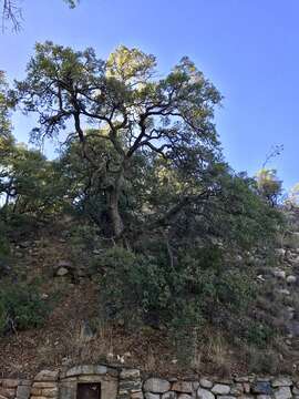 Imagem de Quercus arizonica Sarg.