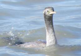 Image of Phalacrocorax punctatus oliveri Mathews 1930