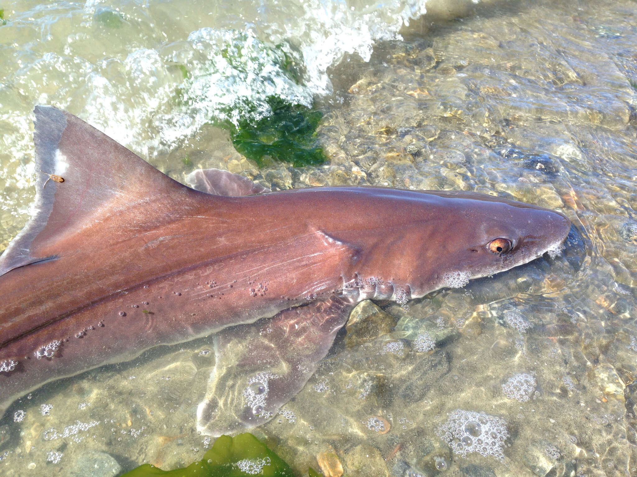 Image of Brown Smoothhound