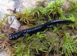 Image of Santa Cruz Black Salamander