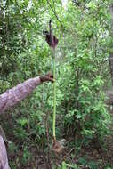 Image of Amorphophallus johnsonii N. E. Br.