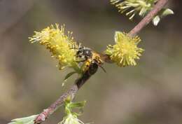 Image of Andrena bisalicis Viereck 1908