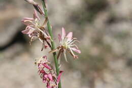 Image of Texas beeblossom