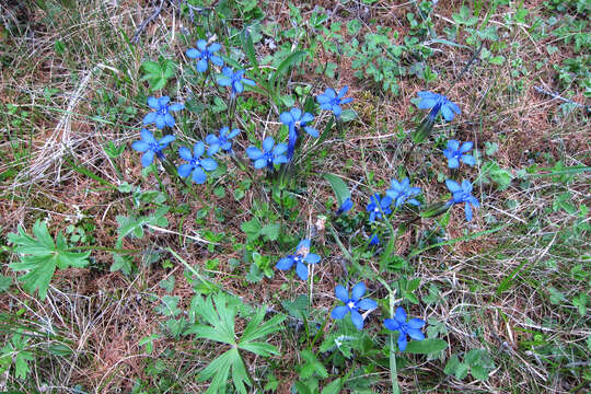 Image of Gentianaceae