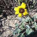 Image of Encelia palmeri Vasey & N. E. Rose