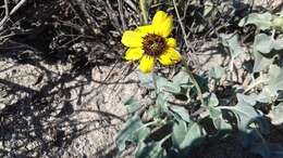 Sivun Encelia palmeri Vasey & N. E. Rose kuva