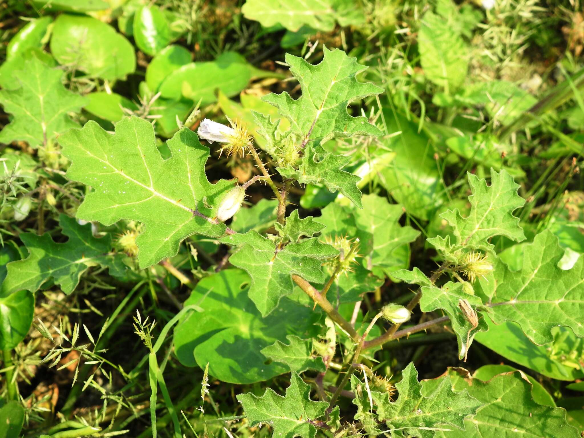 صورة Solanum campechiense L.