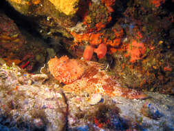 Image of Bigscale Scorpionfish