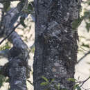 Image of Hodgson's Treecreeper
