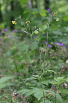 Image de Geum intermedium Ehrh.