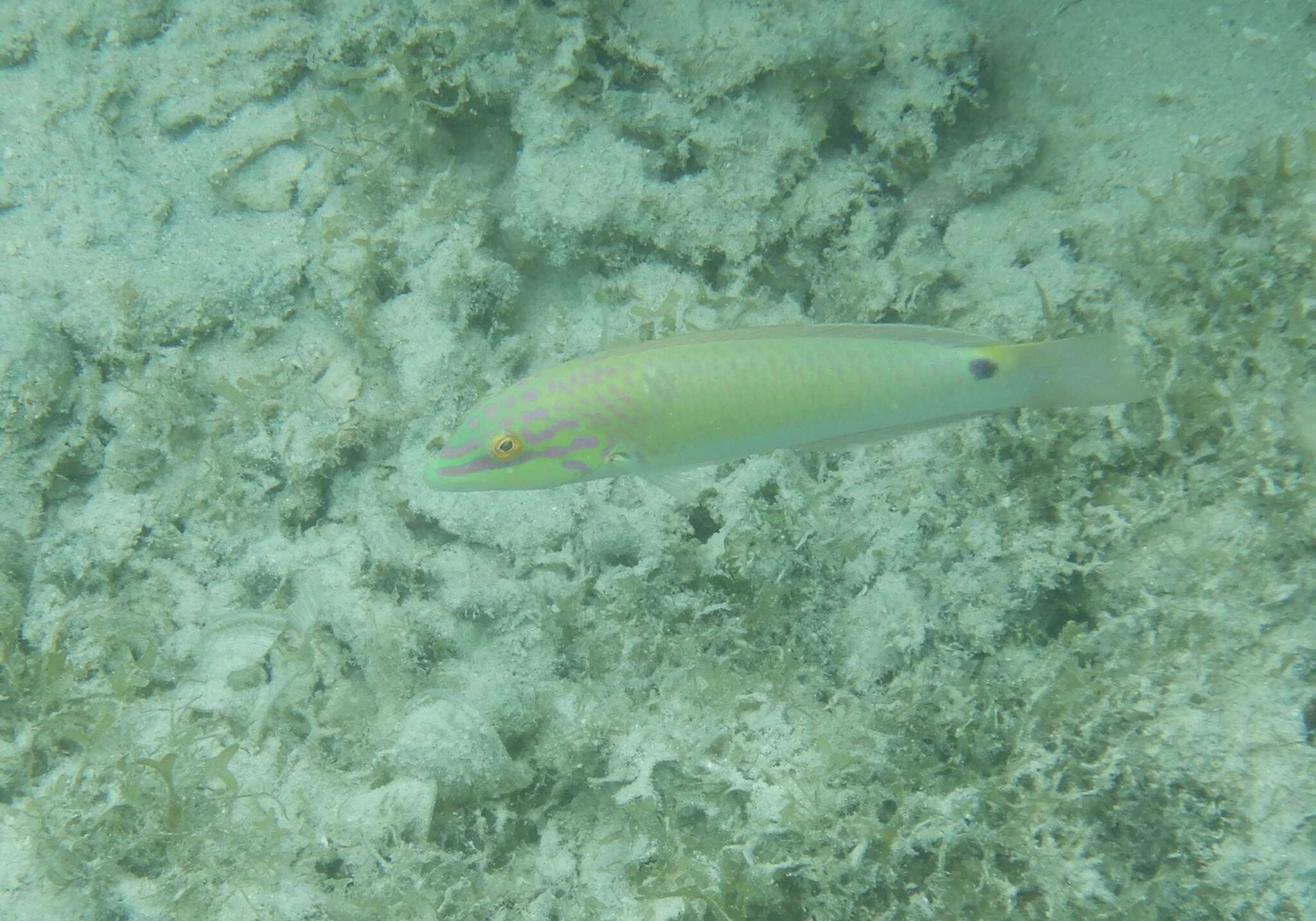 Image of Threespot wrasse