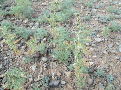 Image of Artemisia adamsii Bess.