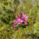 Image of Boronia barkeriana subsp. angustifolia Duretto