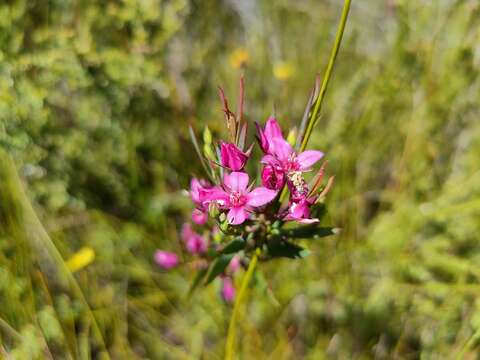 Image of Boronia barkeriana subsp. angustifolia Duretto