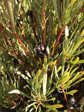 Plancia ëd Protea acuminata Sims