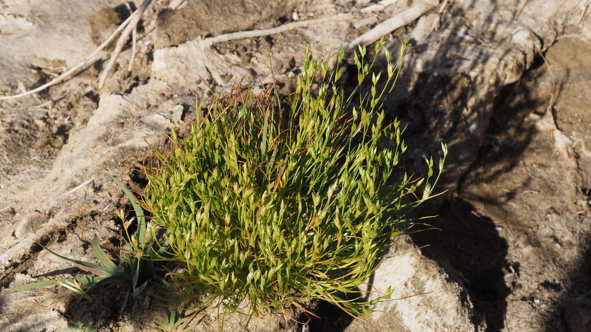 Imagem de Juncus bufonius L.