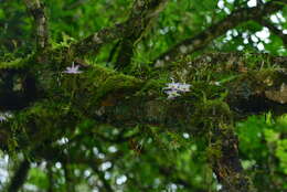 Imagem de Dendrobium falconeri Hook.