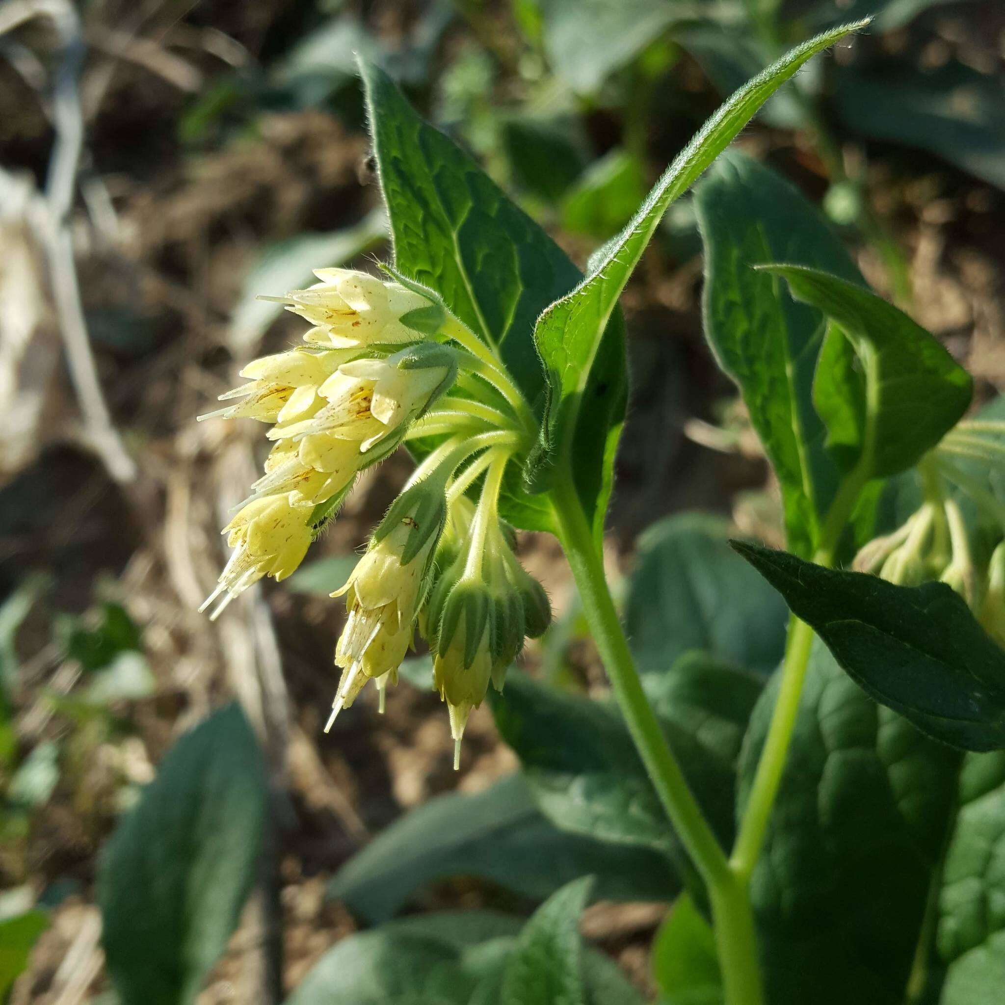 Plancia ëd Symphytum bulbosum C. Schimper